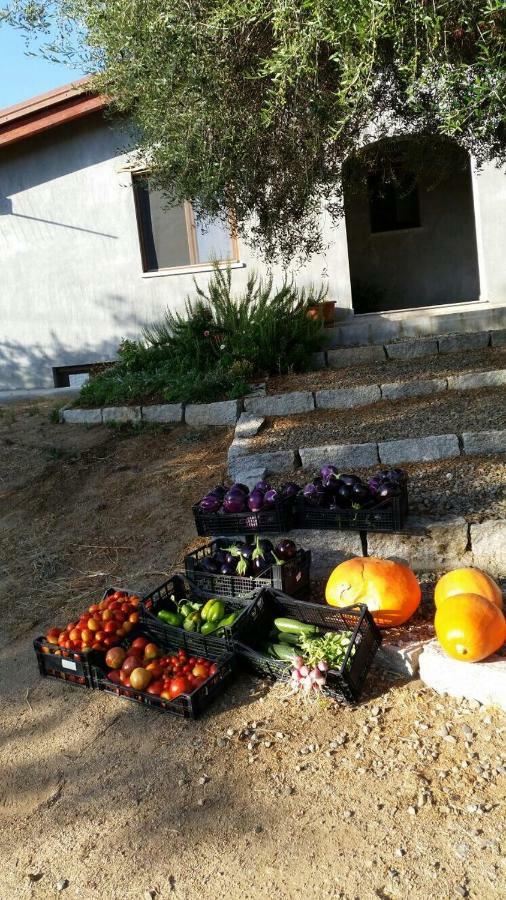 فيلا S'Umbra De S'Ozzastru أورغوسولو المظهر الخارجي الصورة